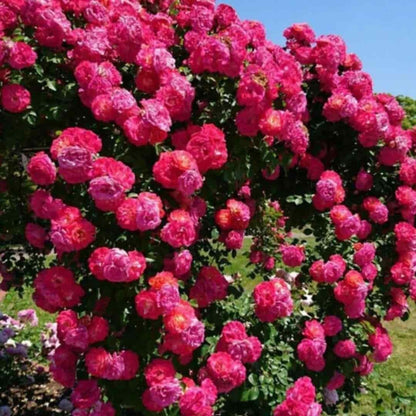 Rose Flower Seeds – Grow Vibrant Roses Easily
