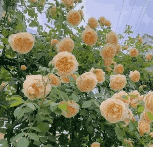 Rose Flower Seeds – Grow Vibrant Roses Easily