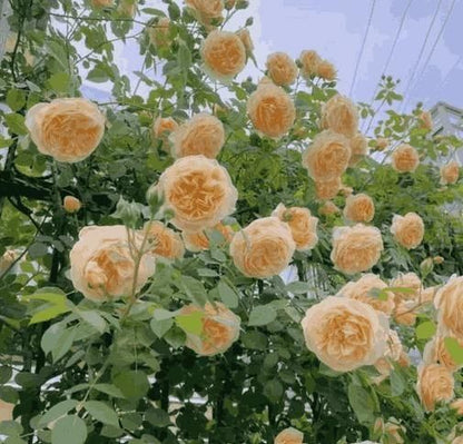 Rose Flower Seeds – Grow Vibrant Roses Easily