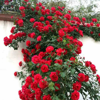 Rose Flower Seeds – Grow Vibrant Roses Easily